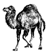El camello